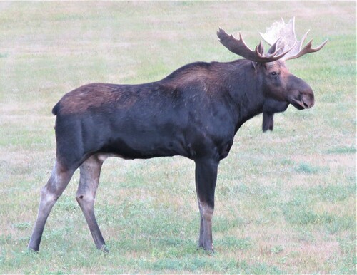 Northwestern Moose photographed in North Dakota