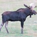 Northwestern Moose - Photo (c) bugger44, some rights reserved (CC BY-NC), uploaded by bugger44