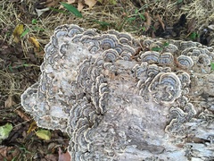 Trametes villosa
