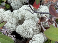 Cladonia stellaris