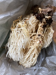 Hericium erinaceus