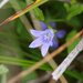 Swamp Harebell - Photo (c) David Hofmann, some rights reserved (CC BY-NC-ND)