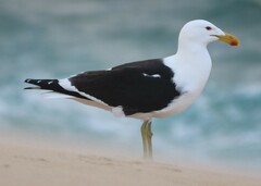 Larus dominicanus vetula