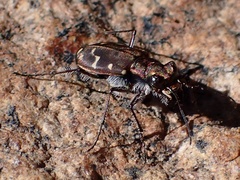 Cicindela oregona