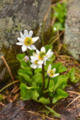 Caltha leptosepala