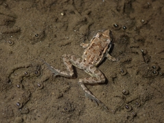 Discoglossus galganoi