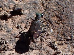 Cicindela oregona