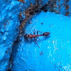 Tetraponera rufonigra