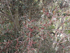 Maytenus acuminata acuminata