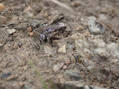 Discoglossus galganoi