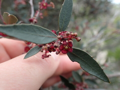 Maytenus acuminata acuminata