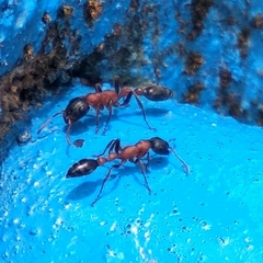 Tetraponera rufonigra