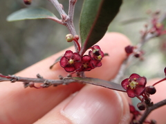 Maytenus acuminata acuminata