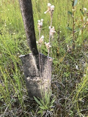 Antennaria pulcherrima