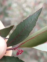 Maytenus acuminata acuminata