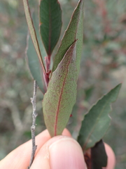 Maytenus acuminata acuminata