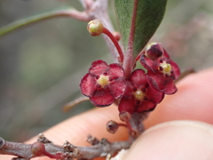 Maytenus acuminata acuminata