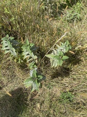 Lithospermum parviflorum