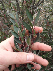Maytenus acuminata acuminata