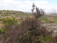 Maytenus acuminata acuminata