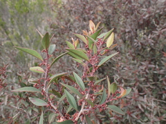 Maytenus acuminata acuminata