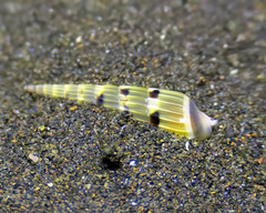 Hastula strigilata