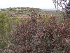 Maytenus acuminata acuminata