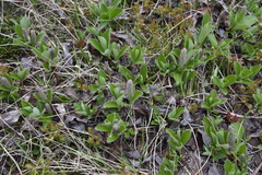 Salix arctica