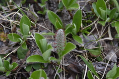 Salix arctica