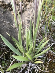 Antennaria pulcherrima