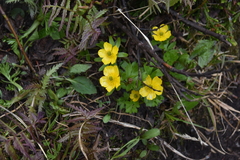 Ranunculus eschscholtzii