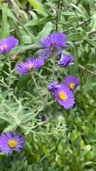 Symphyotrichum novae-angliae