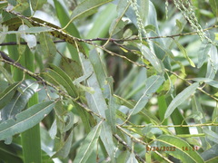 Salix caroliniana