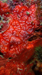 Monanchora arbuscula