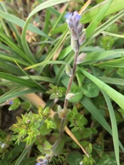 Myosotis discolor