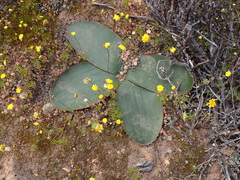 Brunsvigia bosmaniae