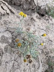 Picradeniopsis oppositifolia