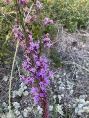 Liatris laevigata
