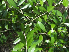 Forestiera segregata
