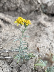 Picradeniopsis oppositifolia