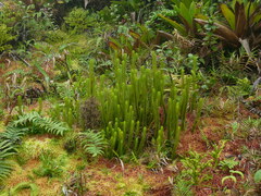 Phlegmariurus sieberianus