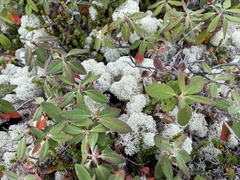 Cladonia stellaris