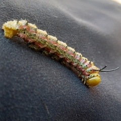 Anisota pellucida
