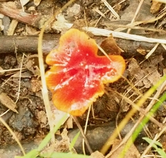 Hygrocybe cuspidata