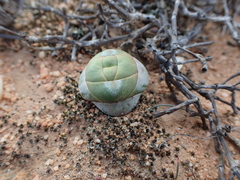 Crassula columnaris