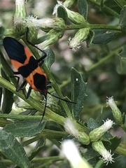 Oncopeltus fasciatus