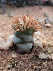 Crassula columnaris