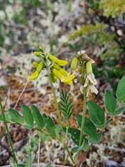 Astragalus umbellatus