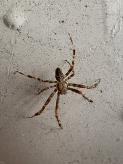 Araneus