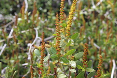 Colliguaja odorifera